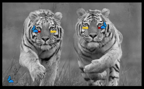 Me & You - Tigers
